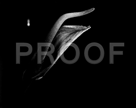 42442_FM_4X5_BW_SPATHPHYLLUM_LILLY_SHELLS_FL_04_08.jpg