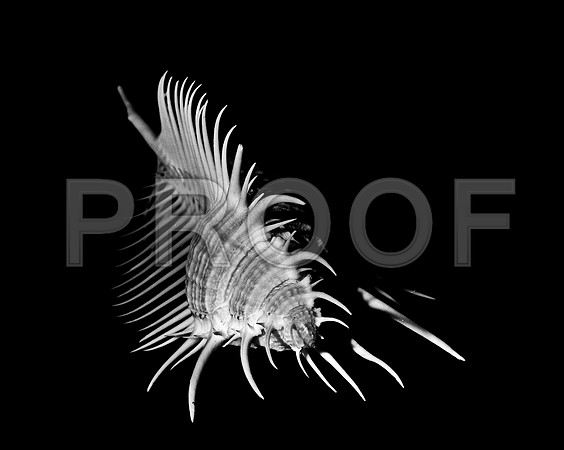 42428_FM_4X5_BW_MERUX_VENUS_COMB_FL_04_04.jpg