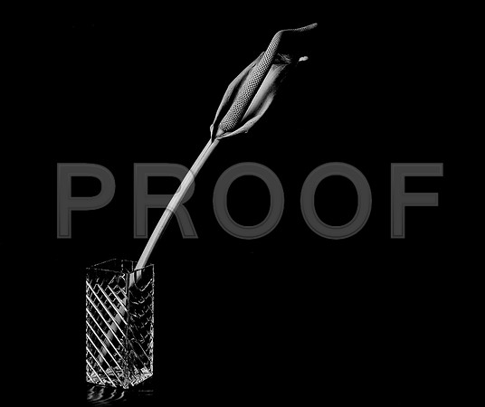 42441_FM_4X5_BW_SPATHPHYLLUM_LILLY_SHELLS_FL_04_06.jpg