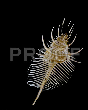 42458_FM_4X5_COLOR_MUREX_VENUS_COMB_SHELLS_FL_04_01.jpg