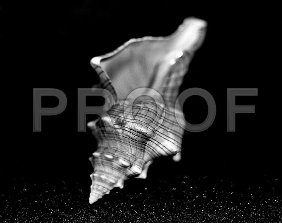 42435_FM_4X5_BW_WHELK_SHELLS_FL_04_03.jpg