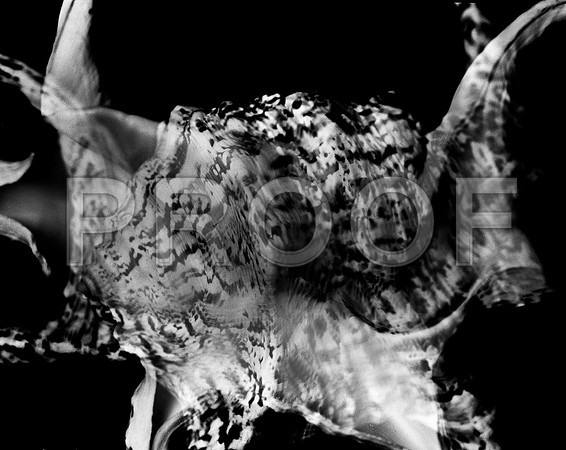 42430_FM_4X5_BW_CHIAGRA_FL_04_06.jpg