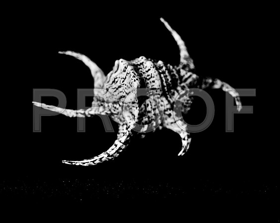 42431_FM_4X5_BW_CHIAGRA_FL_04_09.jpg
