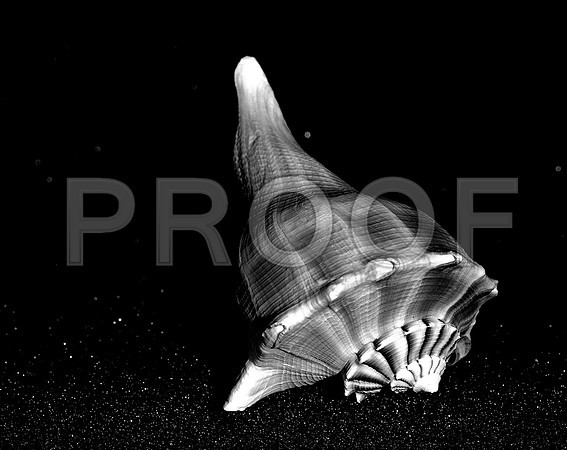 42434_FM_4X5_BW_MUREX_WHELK_SHELLS_FL_04 _06.jpg