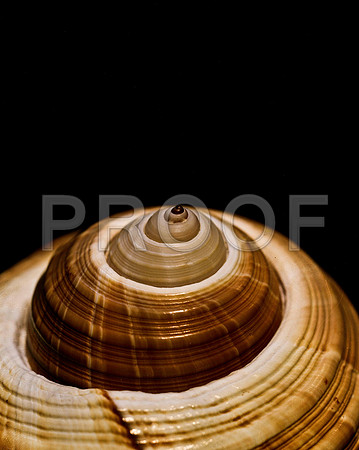 42465_FM_4X5_COLOR_GIANT_TUM_SHELLS_FL_04_02.jpg
