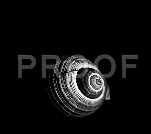 42420_FM_4X5_BW_GIANT_TUM_FL_0405.jpg