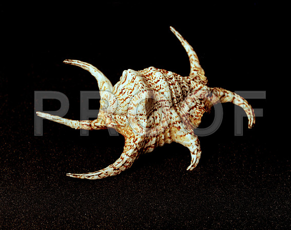 42470_FM_4X5_COLOR_CHIAGRA_SHELLS_FL_04_12.jpg
