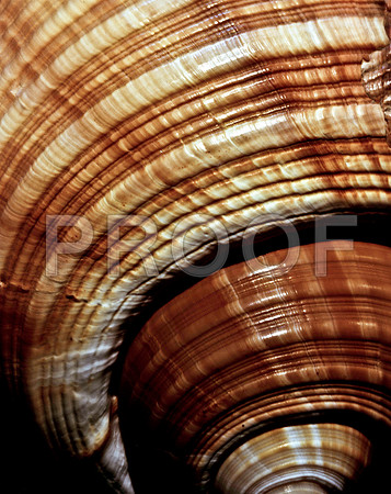 42463_FM_4X5_COLOR_GIANT_TUM_SHELLS_FL_04_04.jpg