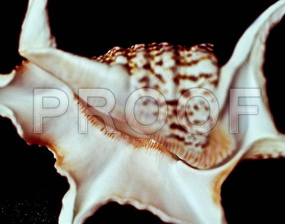 42470_FM_4X5_COLOR_CHIAGRA_SHELLS_FL_04_26.jpg