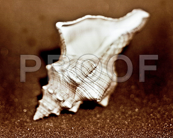 42468_FM_4X5_COLOR_WHELK_LIGHTING_SHELLS_FL_04_04.jpg
