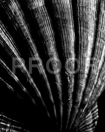 42453_FM_4X5_BW_LION_PAW_SHELLS_FL_04_09.jpg