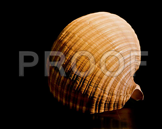 42477_FM_4X5_BW_GIANT_TUM_SHELLS_FL_04_06.jpg