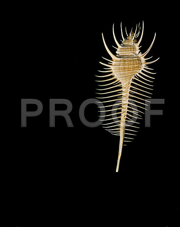 42457_FM_4X5_COLOR_MUREX_VENUS_COMB_SHELLS_FL_04_03.jpg