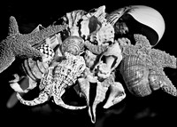 4754_FM_4X5_BW_SHELLS_MIX_FL_04_04.jpg