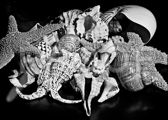 4754_FM_4X5_BW_SHELLS_MIX_FL_04_04.jpg