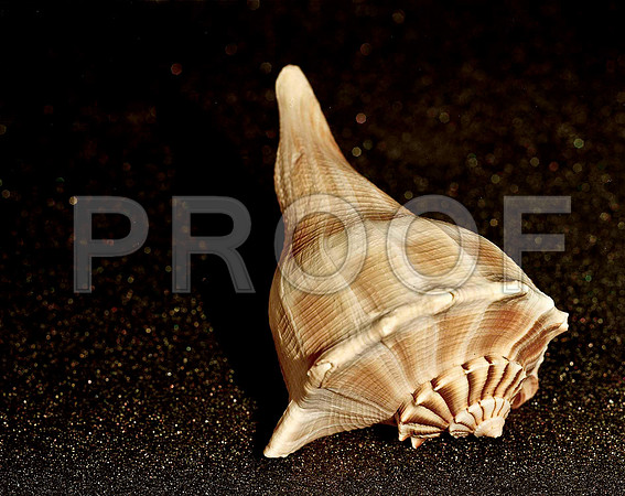 42466_FM_4X5_COLOR_WHELK_LIGHTING_SHELLS_FL_04_04.jpg