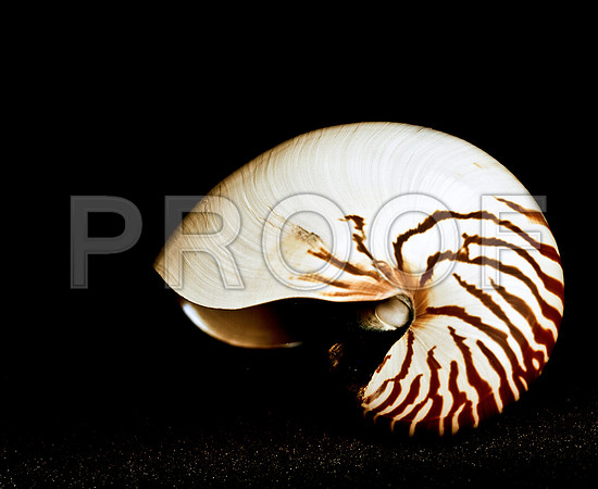 42472_FM_4X5_COLOR_NATNAUT_SHELLS_FL_04_21.jpg