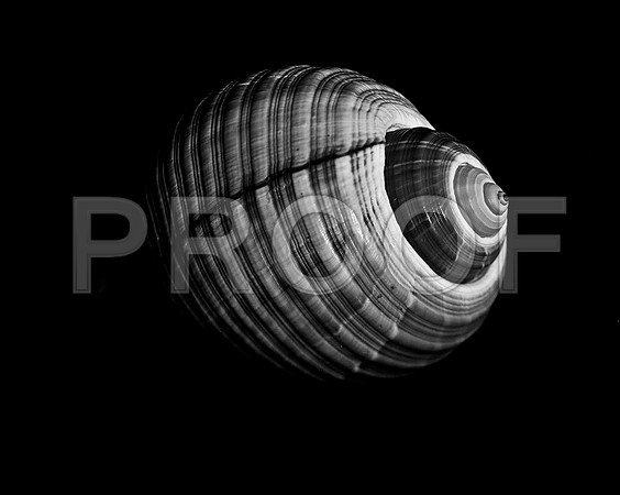 42423_FM_4X5_BW_GIANT_TUM_FL_04_07.jpg