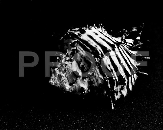 42455_FM_4X5_BW_BLACK_MUREX_SHELLS_FL_04_01.jpg