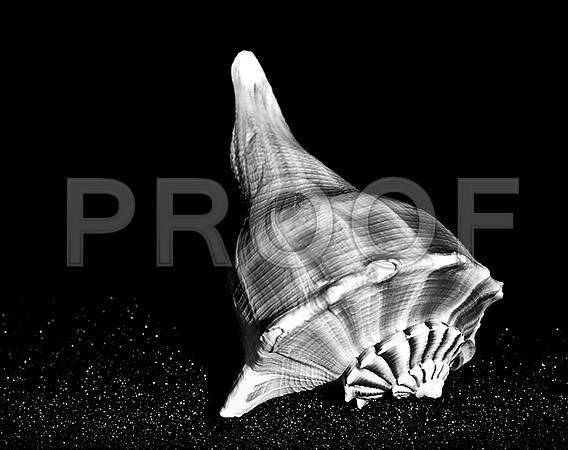 42434_FM_4X5_BW_MUREX_WHELK_SHELLS_FL_04 _04.jpg