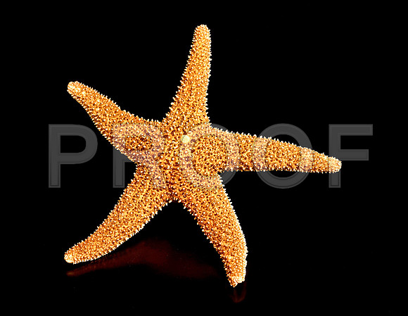 8490_FM_4X5_COLOR_SHELLS_LOVE_SHELLS_FL_04_08.jpg