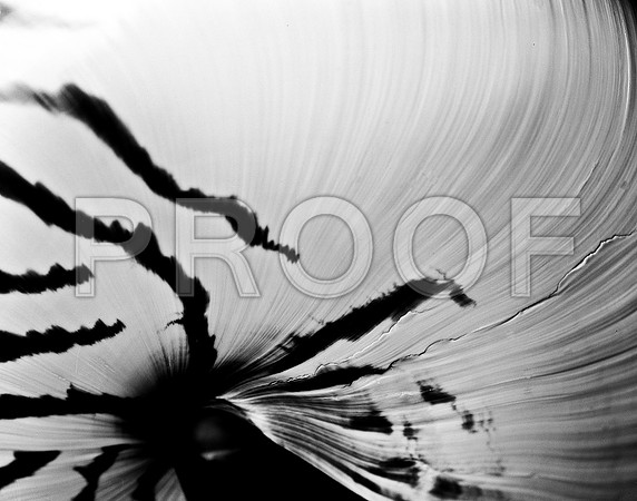 42436_FM_4X5_BW_NATNAUT_SHELLS_FL_04_02.jpg