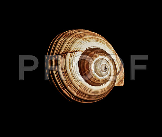42464_FM_4X5_COLOR_GIANT_TUM_SHELLS_FL_04_21.jpg