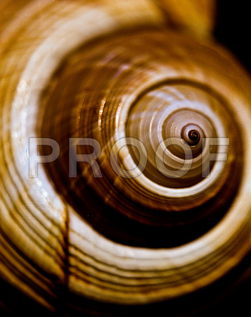42463_FM_4X5_COLOR_GIANT_TUM_SHELLS_FL_04_08.jpg