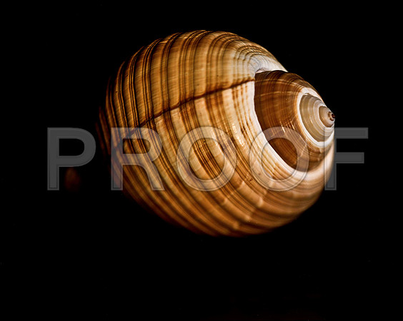 42461_FM_4X5_COLOR_GIANT_TUM_SHELLS_FL_04_01.jpg