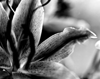 4752_FM_4X5_BW_TIGER_LILLY_SHELLS_FL_04_06.jpg