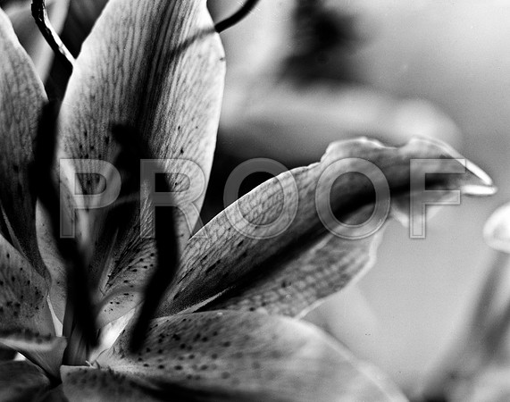 4752_FM_4X5_BW_TIGER_LILLY_SHELLS_FL_04_06.jpg