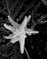 4754_FM_4X5_BW_SHELLS_MIX_FL_04_08.jpg