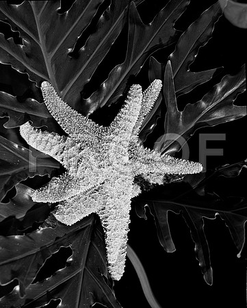 4754_FM_4X5_BW_SHELLS_MIX_FL_04_08.jpg