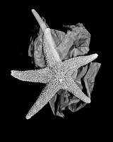 4754_FM_4X5_BW_SHELLS_MIX_FL_04_02.jpg