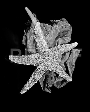 4754_FM_4X5_BW_SHELLS_MIX_FL_04_02.jpg