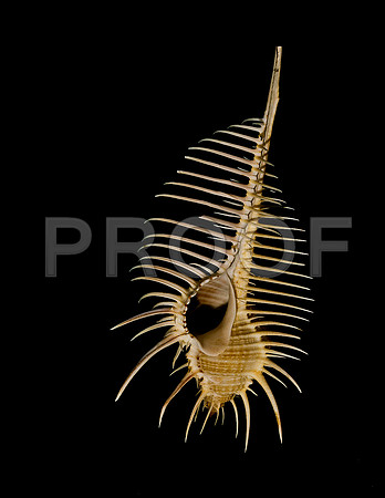 42457_FM_4X5_COLOR_MUREX_VENUS_COMB_SHELLS_FL_04_01.jpg