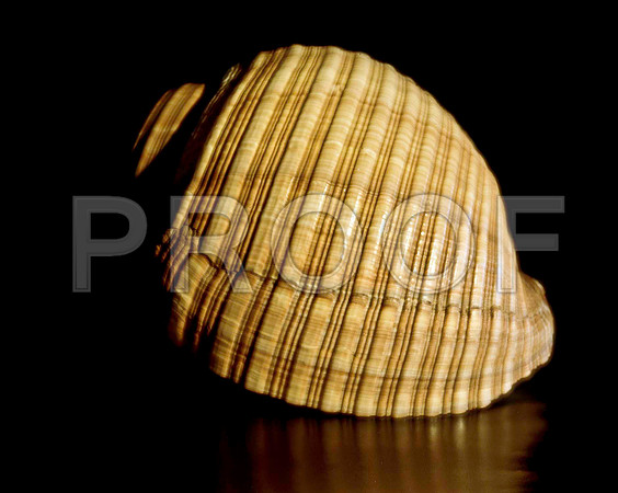 42477_FM_4X5_BW_GIANT_TUM_SHELLS_FL_04_04.jpg