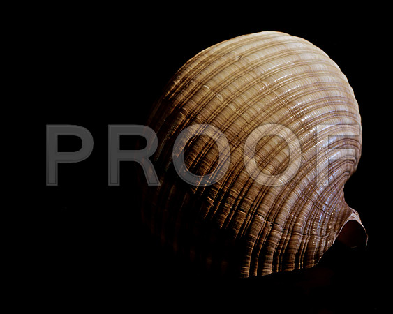 42477_FM_4X5_BW_GIANT_TUM_SHELLS_FL_04_02.jpg