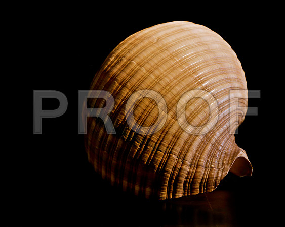 42477_FM_4X5_BW_GIANT_TUM_SHELLS_FL_04_03.jpg