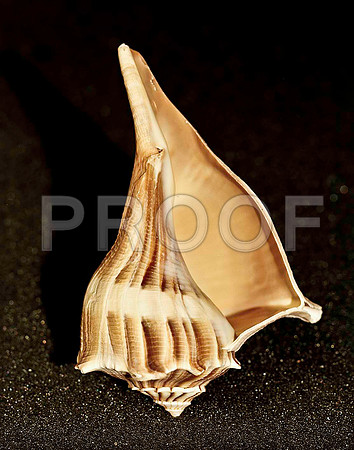 42466_FM_4X5_COLOR_WHELK_LIGHTING_SHELLS_FL_04_06.jpg