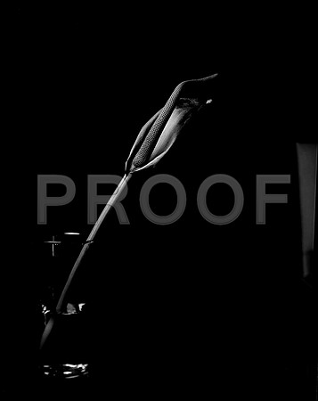 42443_FM_4X5_BW_SPATHPHYLLUM_LILLY_SHELLS_FL_04_04.jpg