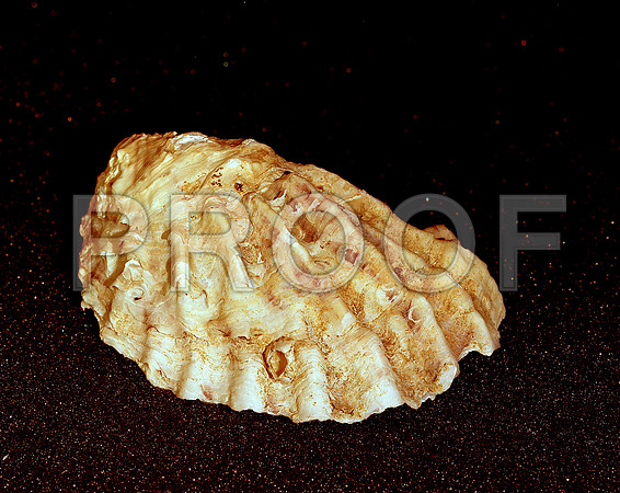 42480_FM_4X5_COLOR_SHELLS_FL_04_02.jpg