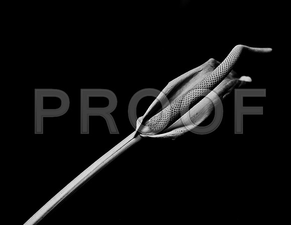 42440_FM_4X5_BW_SPATHPHYLLUM_LILLY_SHELLS_FL_04_04.jpg