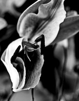 4753_FM_4X5_BW_TIGER_LILLY_CANDYS_FLOWER_SHELLS_FL_04_01.jpg