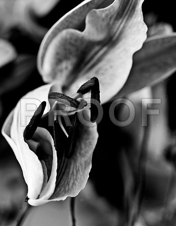 4753_FM_4X5_BW_TIGER_LILLY_CANDYS_FLOWER_SHELLS_FL_04_01.jpg