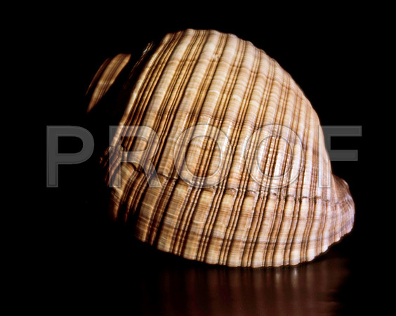 42477_FM_4X5_BW_GIANT_TUM_SHELLS_FL_04_01.jpg