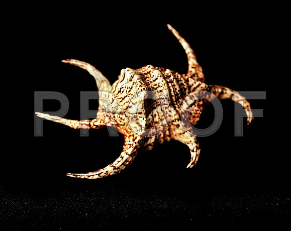 42470_FM_4X5_COLOR_CHIAGRA_SHELLS_FL_04_24.jpg