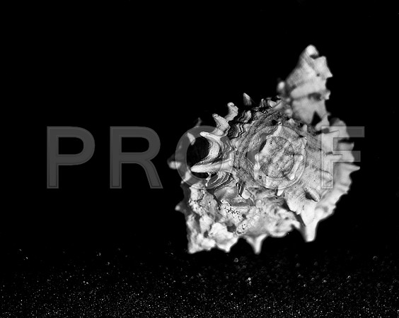 42439_FM_4X5_BW_MUREX_SHELLS_FL_04_01.jpg