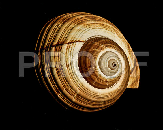 42464_FM_4X5_COLOR_GIANT_TUM_SHELLS_FL_04_17.jpg