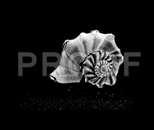 42433_FM_4X5_BW_MUREX_SHELLS_FL_04_11.jpg